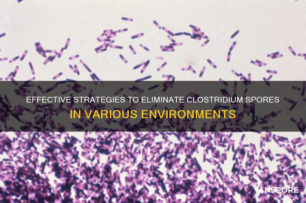 how to eliminate clostridium spores