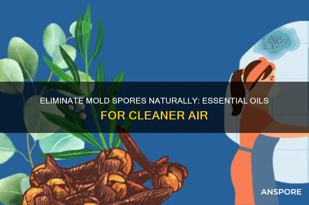 how to eliminate mold spores in the air essential oils