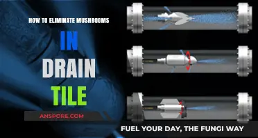 Effective Ways to Remove Mushrooms from Your Drain Tile System