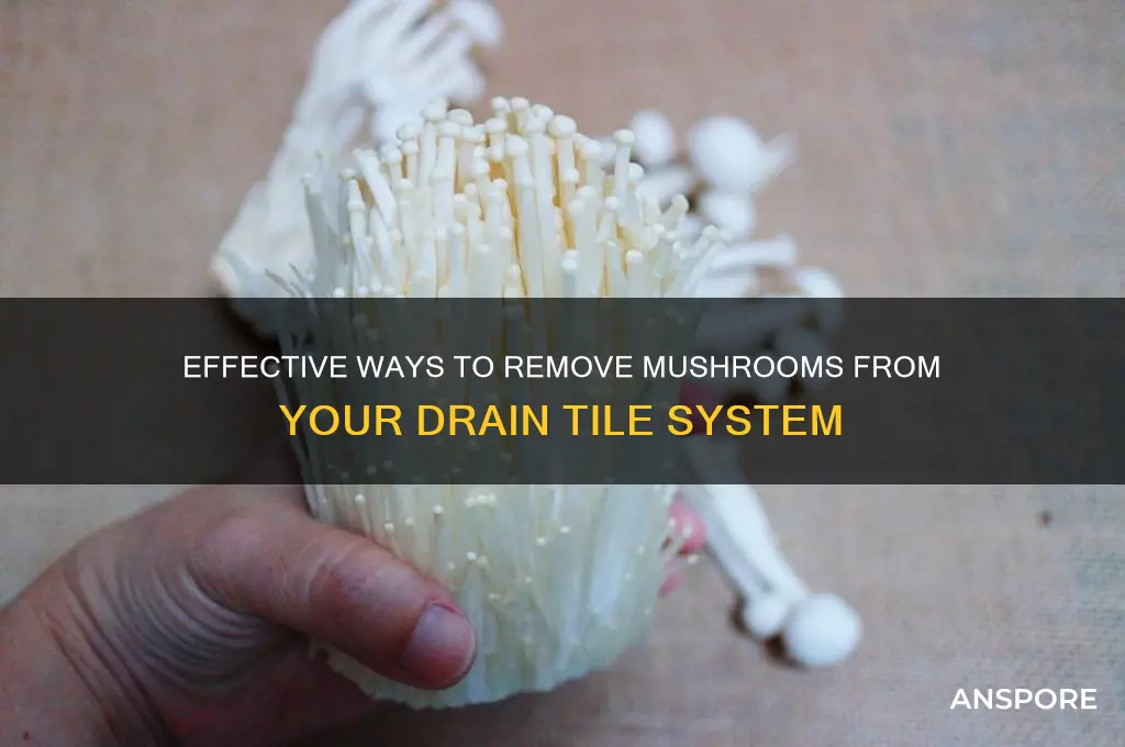 how to eliminate mushrooms in drain tile