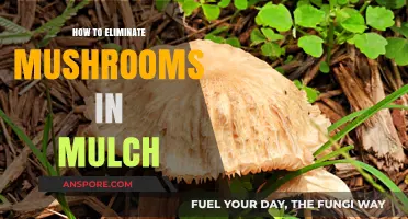 Effective Ways to Prevent and Remove Mushrooms from Mulch