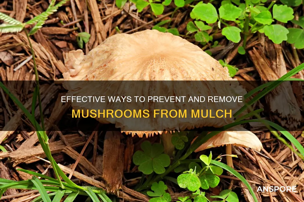 how to eliminate mushrooms in mulch