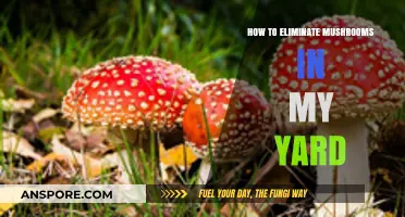 Effective Ways to Remove and Prevent Mushrooms in Your Yard