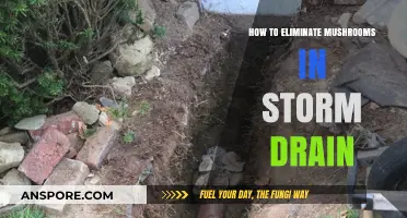 Effective Ways to Remove Mushrooms from Storm Drains Permanently
