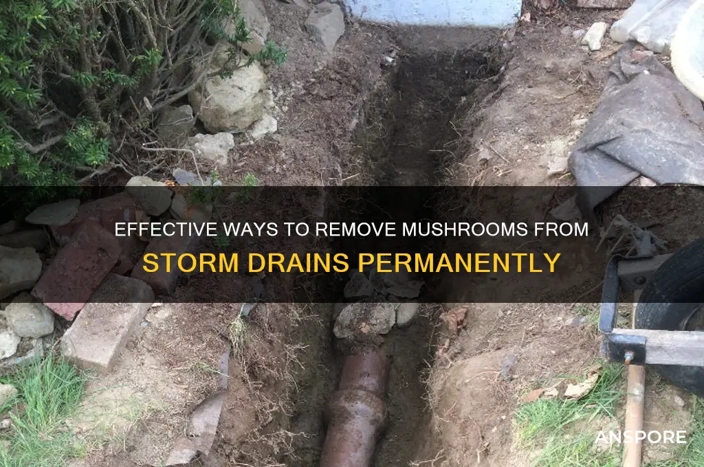 how to eliminate mushrooms in storm drain