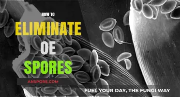 Effective Strategies to Eliminate OE Spores and Prevent Infections