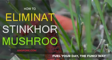 Get Rid of Stinkhorn Mushrooms for Good