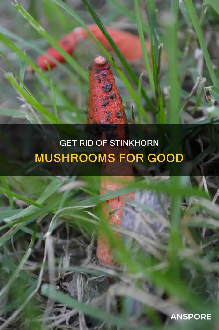 how to eliminate stinkhorn mushrooms