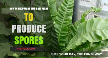 Boosting Bird's Nest Fern Spore Production: Simple Tips and Techniques