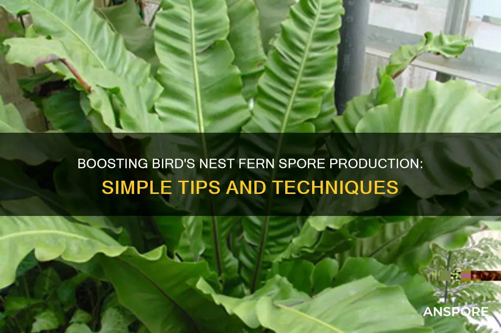 how to encourage bird nest plant to produce spores
