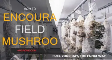 Encouraging Field Mushrooms: A Guide to Nature's Bounty