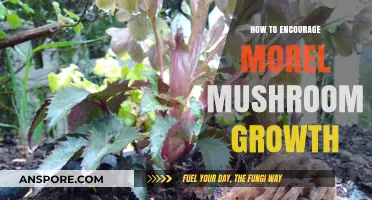 Boosting Morel Mushroom Growth: Proven Techniques for a Bountiful Harvest