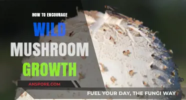 Boosting Wild Mushroom Growth: Tips for a Thriving Fungal Ecosystem