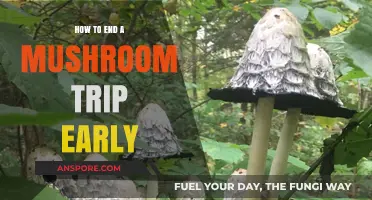 Quickly Ending a Mushroom Trip: Safe Strategies for Early Relief