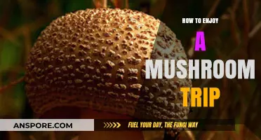Enhance Your Mushroom Journey: Tips for a Safe, Enjoyable Trip