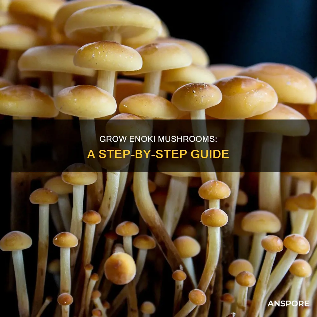 how to enoki mushrooms