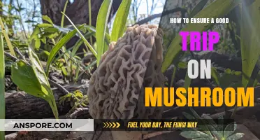 Safe Mushroom Journey: Tips for a Positive Psychedelic Experience