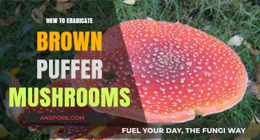 Effective Strategies to Eliminate Brown Puffer Mushrooms from Your Garden