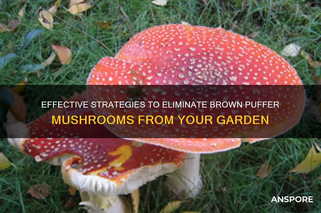 how to eradicate brown puffer mushrooms