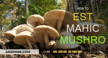 Exploring Magic Mushrooms: A Beginner's Guide