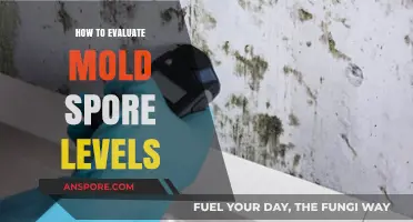 Effective Methods to Assess and Evaluate Mold Spore Levels