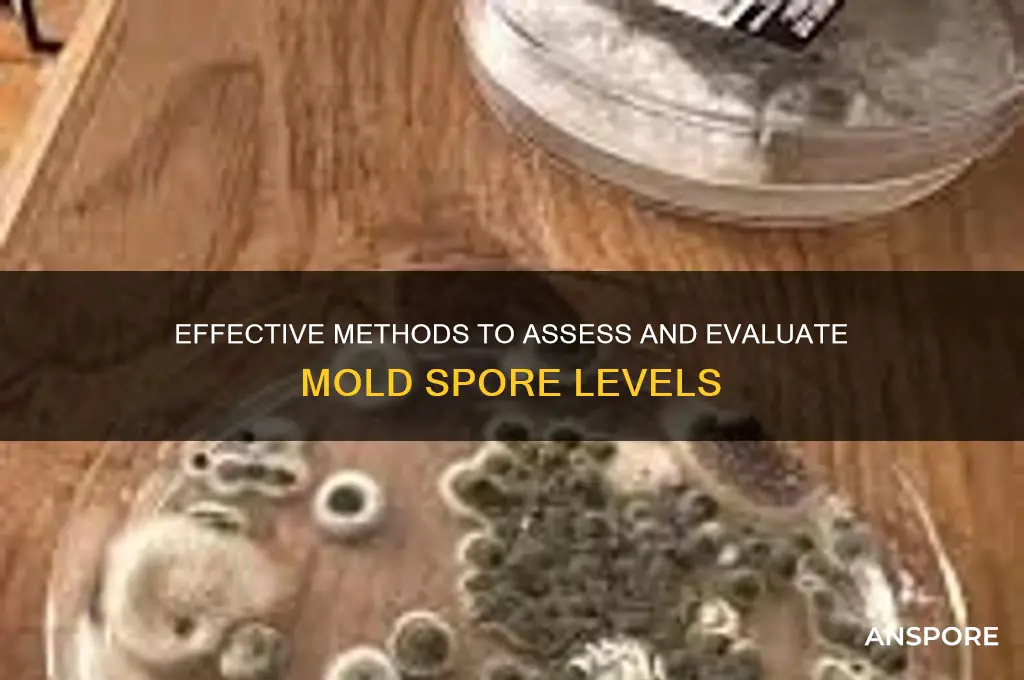 how to evaluate mold spore levels