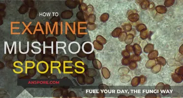 Examining Mushroom Spores: A Step-by-Step Guide
