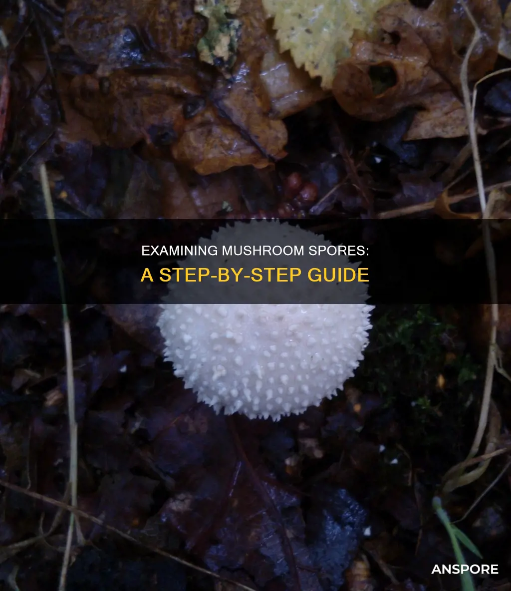how to examine mushroom spores