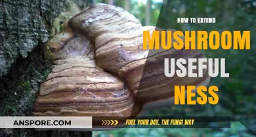 Maximizing Mushroom Benefits: Creative Ways to Enhance Their Versatility