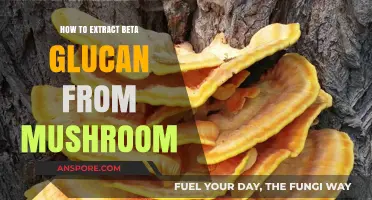 Unlocking Mushroom Benefits: A Guide to Extracting Beta Glucan
