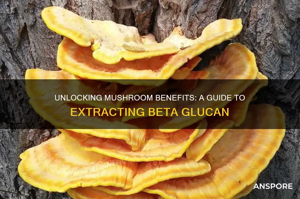 how to extract beta glucan from mushroom