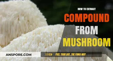 Mastering Mushroom Extraction: Techniques to Isolate Compounds Effectively