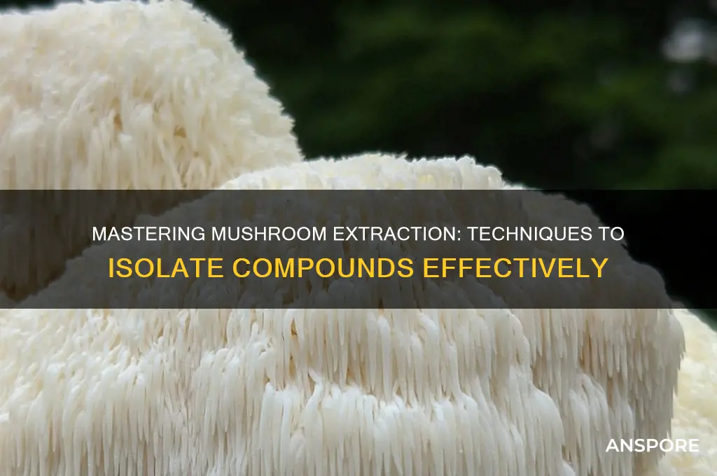 how to extract compounds from mushrooms