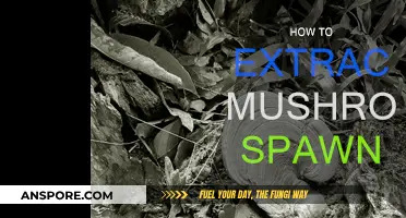 Extracting Mushroom Spawn: A Step-by-Step Guide