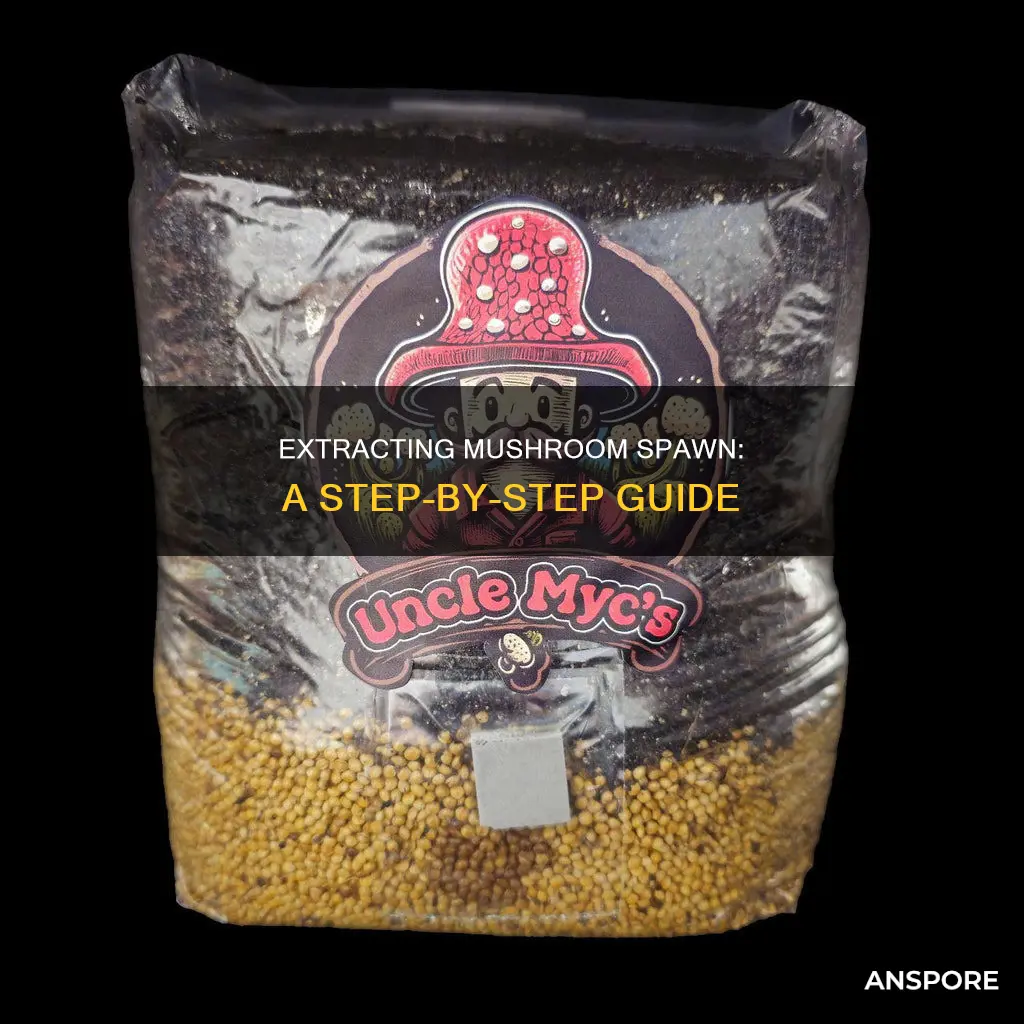 how to extract mushroom spawn