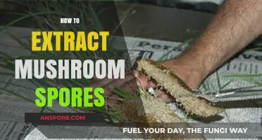 Mastering Mushroom Spore Extraction: A Step-by-Step Guide for Beginners