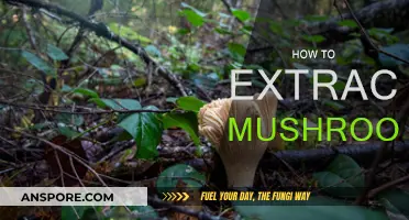 Extracting Mushrooms: A Step-by-Step Guide for Beginners