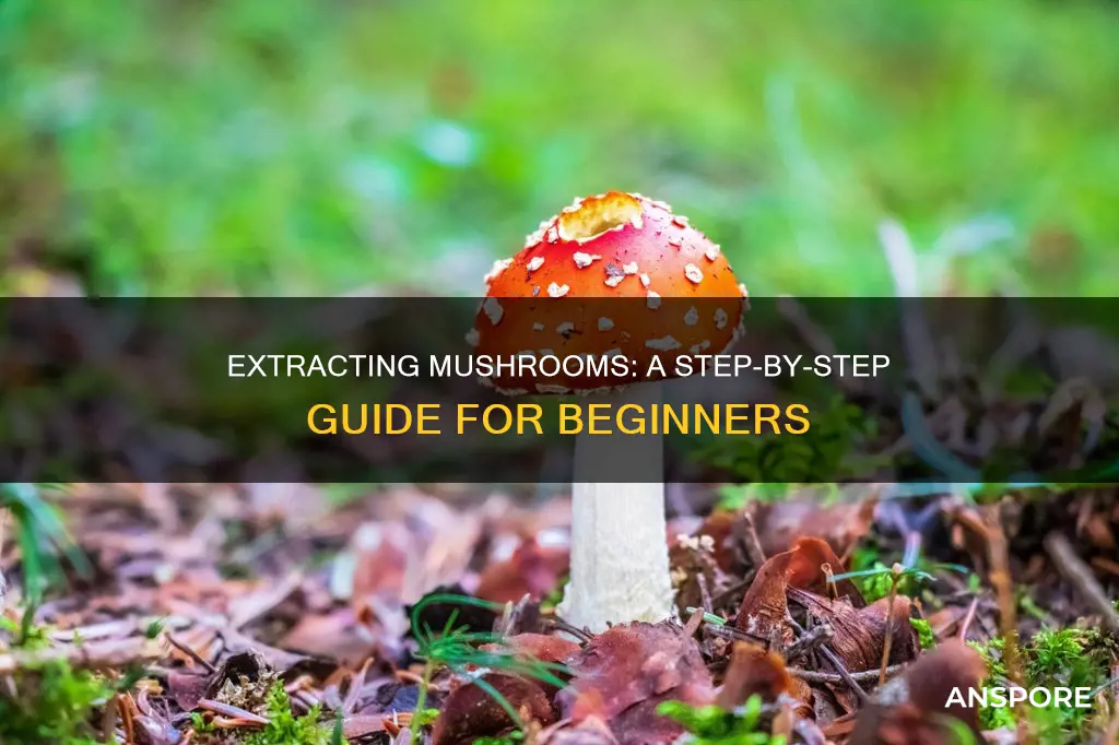 how to extract mushroom