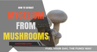 Mastering Mycelium Extraction: A Step-by-Step Guide from Mushrooms