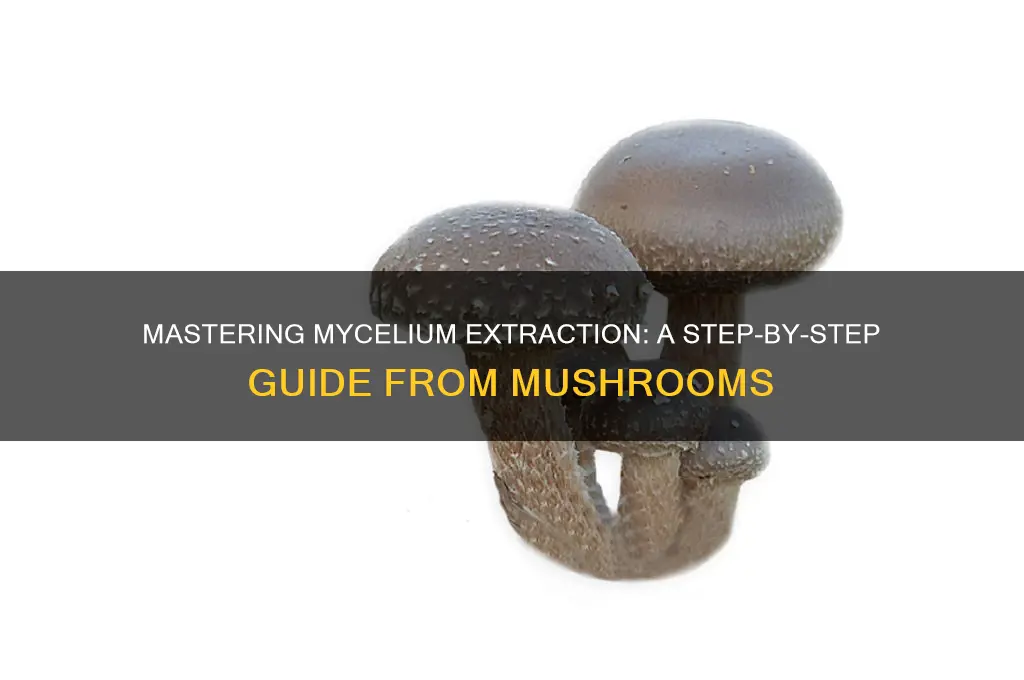 how to extract mycelium from mushrooms
