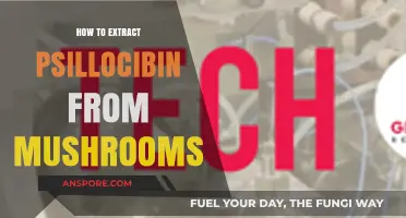 Extracting Psilocybin from Mushrooms: A Comprehensive Step-by-Step Guide