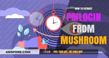 Extracting Psilocin from Mushrooms: A Comprehensive Step-by-Step Guide