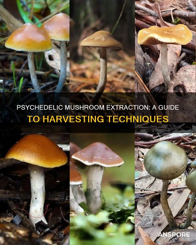 how to extract psychedelic mushrooms