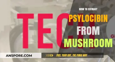Extracting Psilocybin from Mushrooms: A Comprehensive Step-by-Step Guide