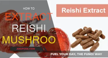 The Ultimate Guide to Extracting Reishi Mushrooms