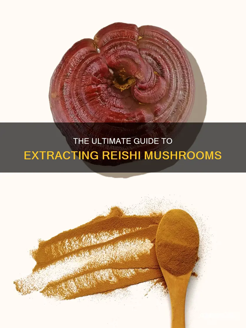 how to extract reishi mushroom