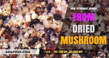 Mastering Mushroom Spore Extraction: A Guide to Dried Mushroom Techniques