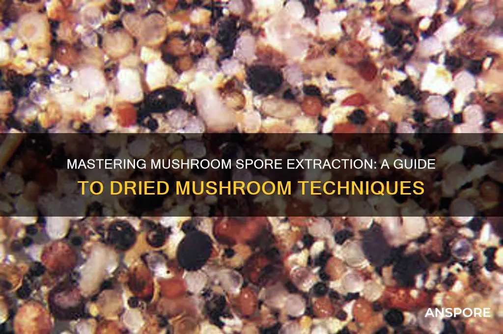how to extract spores from dried mushrooms