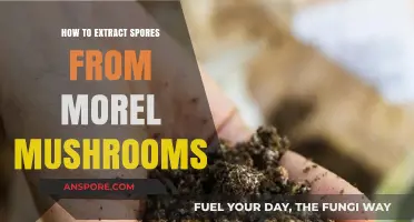 Mastering Morel Mushroom Spore Extraction: A Step-by-Step Guide