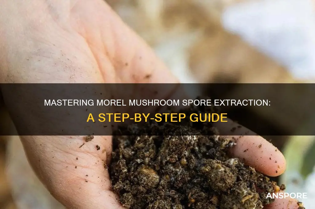 how to extract spores from morel mushrooms